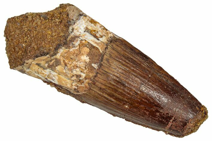 Fossil Spinosaurus Tooth - Real Dinosaur Tooth #353046